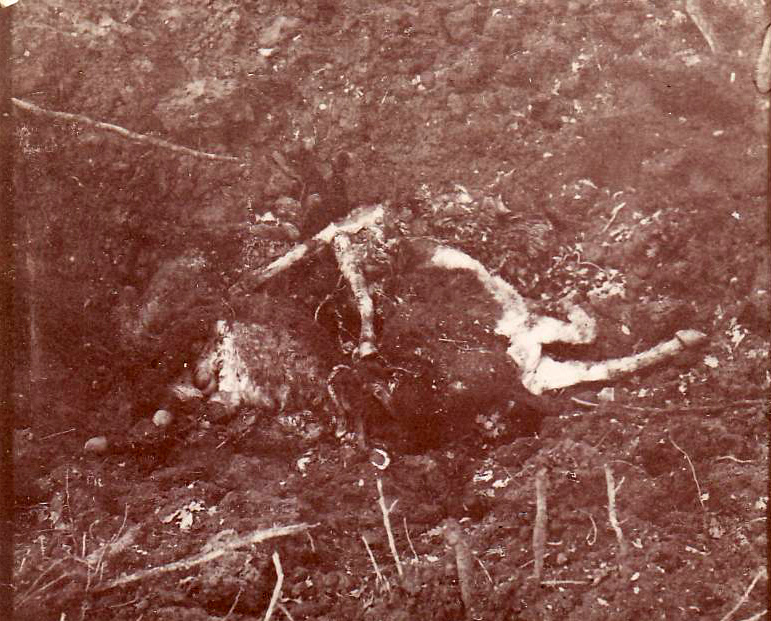 Remains of a horse