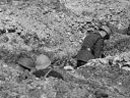 The 12th BCA leading a grenade progression exercise in trenches, Camp Gondrecourt, August 1917.