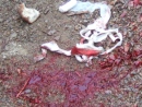 Bloody bandages remain in the trench in the wake of an attack, April 2008.