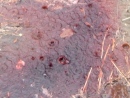 A pool of blood mixes with mud in a morning shower, April 2008.