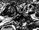A decomposed French soldier, Verdun