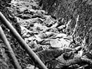 French dead piled up in mass grave.